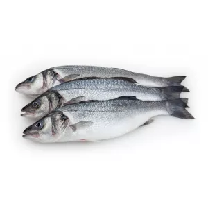 Fresh large sea bass whole fish from Halalo