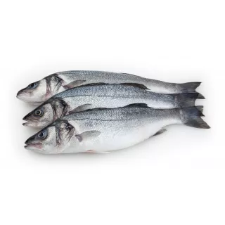 Fresh large sea bass whole fish from Halalo