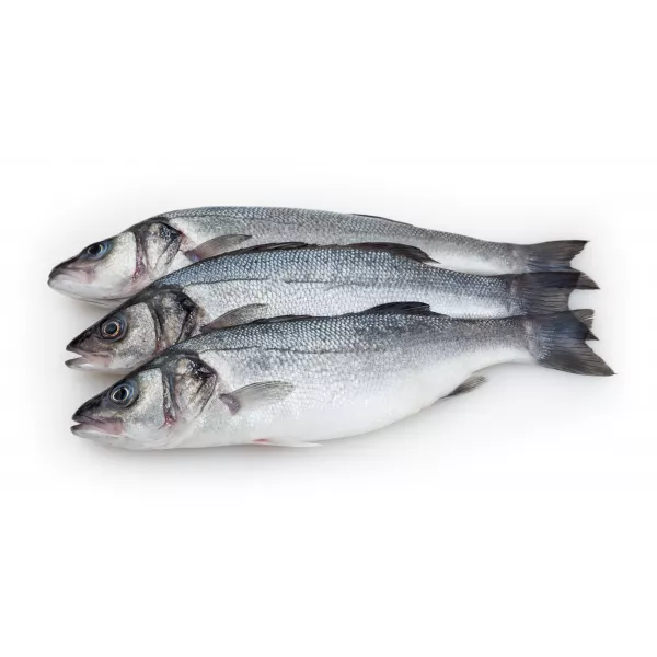 Fresh large sea bass whole fish from Halalo