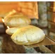 Freshly baked Egyptian baladi bread عيش بلدي مصري, baked daily and delivered fresh across the UK